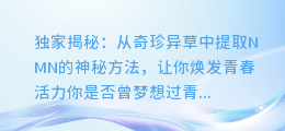 独家揭秘：从奇珍异草中提取NMN的神秘方法，让你焕发青春活力